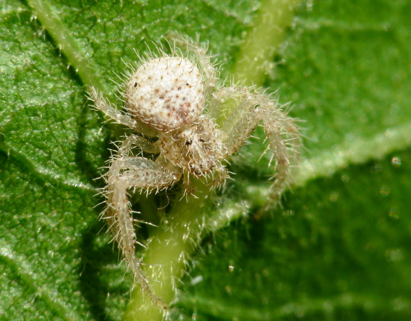 Heriaeus sp.